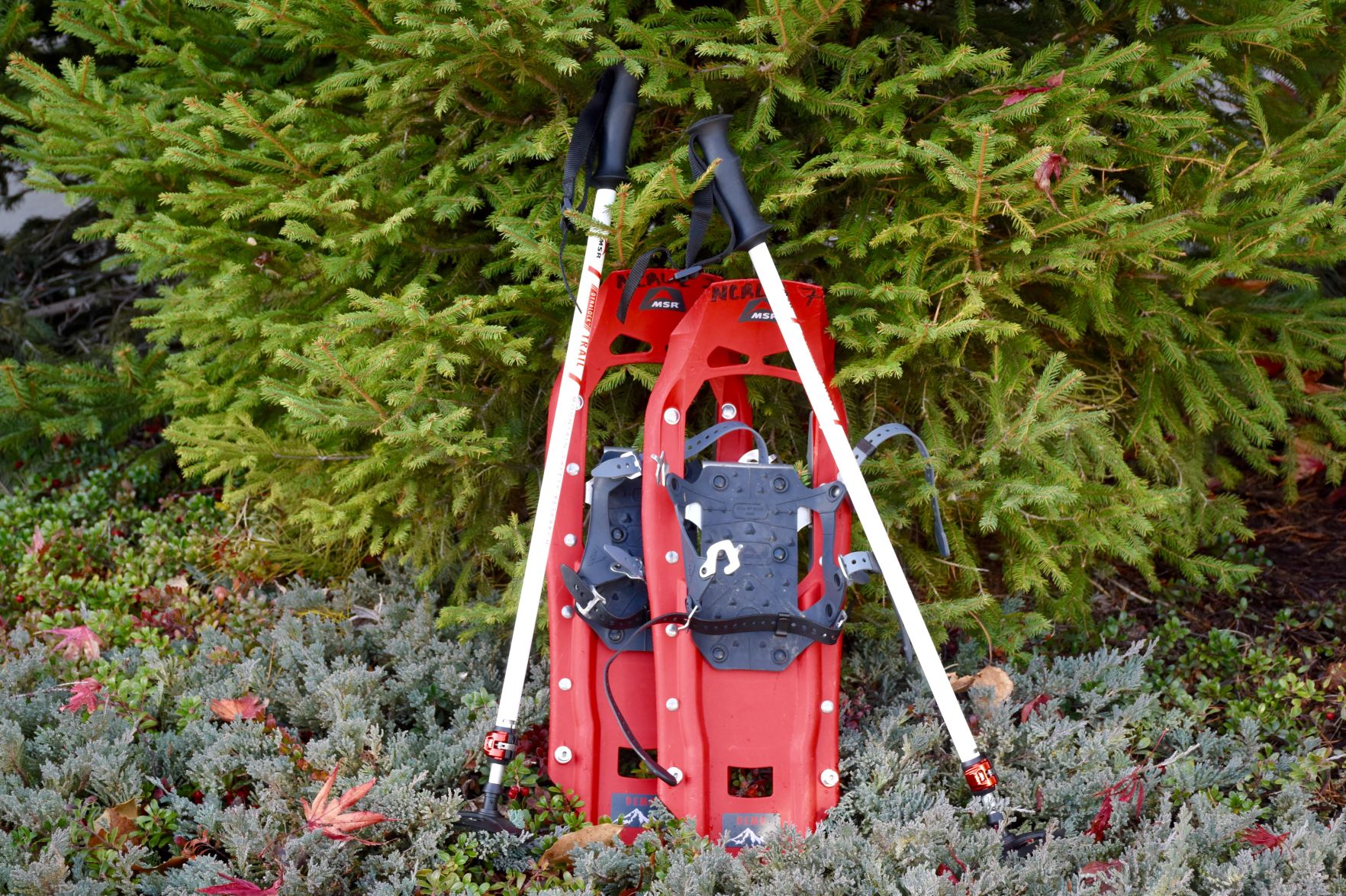 snowshoes_6539.jpg
